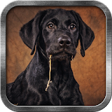 Labrador dog Live Wallpaper icon