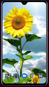 Imágen 10 Sunflower Wallpaper android