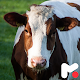 Cow Wallpapers Download on Windows