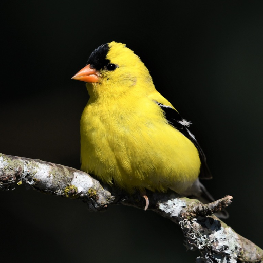 Goldfinch Sounds logo
