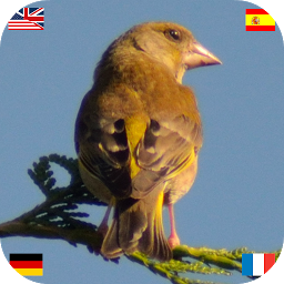 Icon image Birds of Europe (DE EN ES FR)