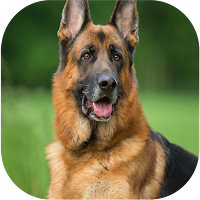 Download German Shepherd Dog Wallpapers Free for Android - German Shepherd  Dog Wallpapers APK Download 