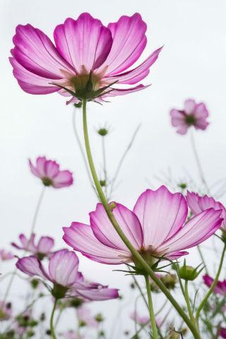 Floral wallpapers Screen 3
