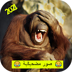 Cover Image of Download صور مضحكة 1 APK