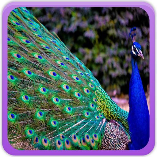 Peacock Wallpaper Gallery logo