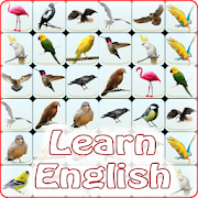 Onet Bird: Learn English