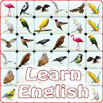 Onet Bird: Learn English Apk