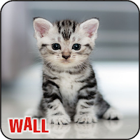 Best Cat Wallpapers Kitty-Kit