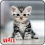 Best Cat Wallpapers ,Kitty/Kitten Cute Wallpapers