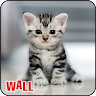 Best Cat Wallpapers ,Kitty/Kitten Cute Wallpapers