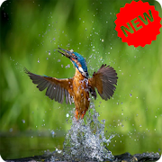 Kingfisher Wallpaper