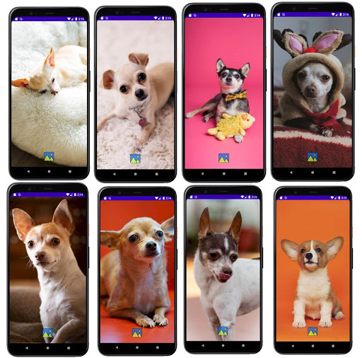 Android application Fondos de Pantalla de Perros C screenshort