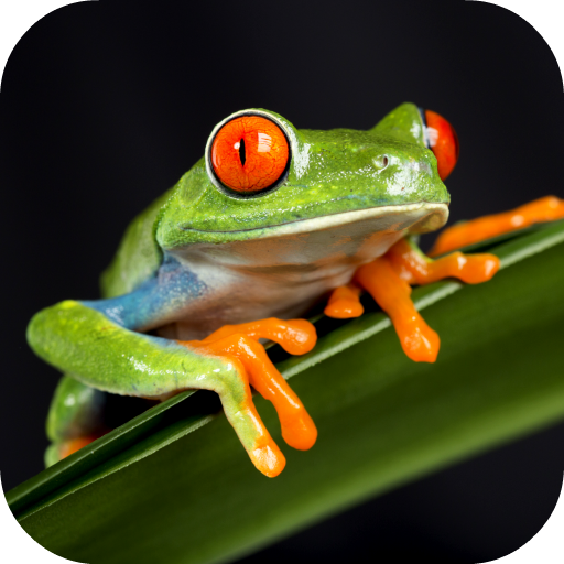 Frog Sounds 3.0.1 Icon