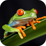 🐸 Frog Sounds icon