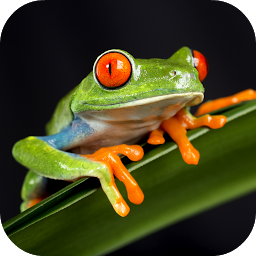 Ikonbild för Frog Sounds