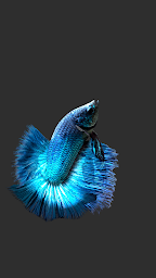 Betta Fish 3D Lite