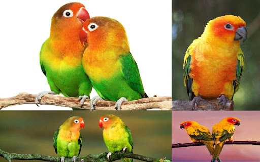 Parrot HD Wallpapers