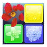 Flick and Vanish Puzzle Game icon
