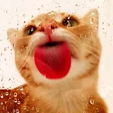 Cat licks screen LWP icon