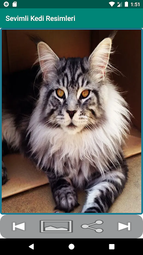 Android application Kedi Resimleri screenshort