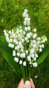 lily of the valley wallpaper