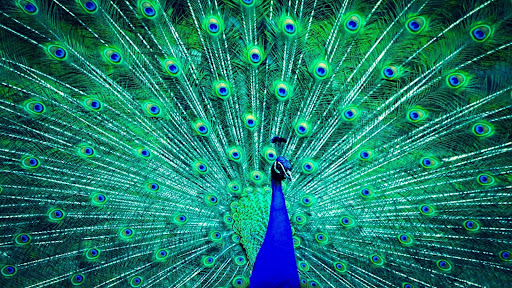 Peacock Wallpapers Screen 2