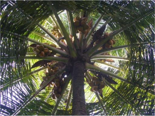 KALRO Coconut Screen 2
