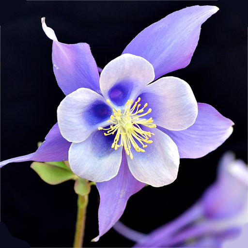 Colorado Wildflowers logo