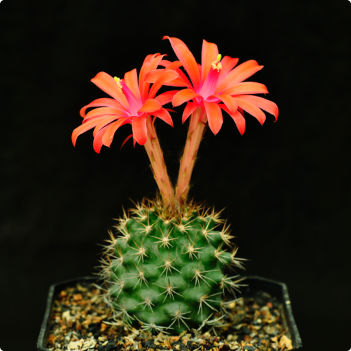 Plantae Paradise logo
