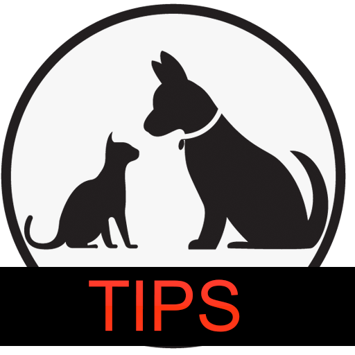 Tips to Keep Your Cat Healthy