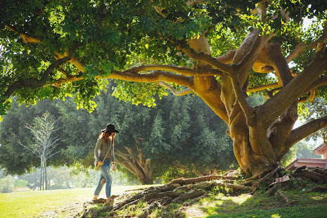 Tree Wallpapers(圖5)-速報App