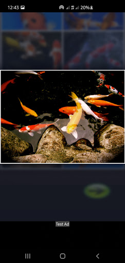 Koi Fish Guide - Farming, Care Screen 3