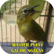 Master Pleci Gacor Ngalas
