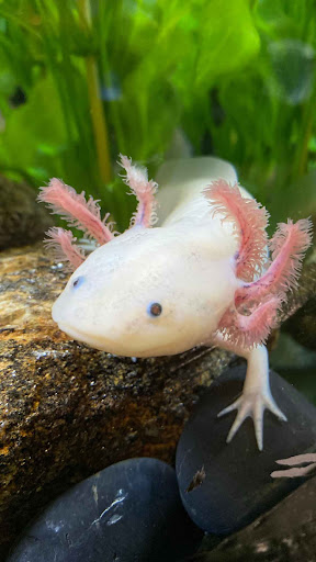 Axolotl Wallpaper