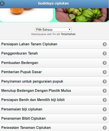 ciplukan cultivation Screen 2