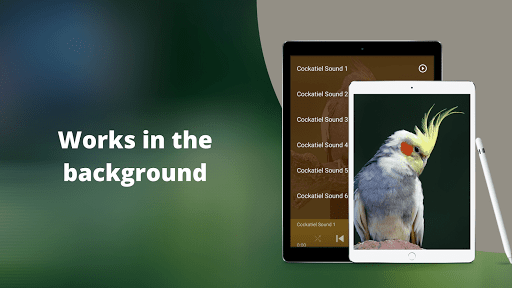 Cockatiel Sounds Screen 3