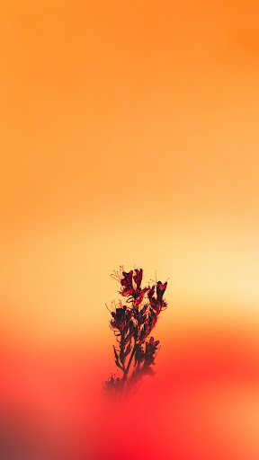 Orange Color Wallpaper Screen 3
