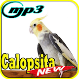 Canto de Calopsita Fiu Fiu Mp3 icon