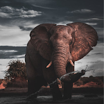 Cover Image of Tải xuống Elephant Images: HD Background  APK