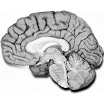 Cover Image of ดาวน์โหลด NeuroAnatomía preguntas examen 6.0 APK