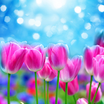 Cover Image of ดาวน์โหลด ดอกไม้ฤดูใบไม้ผลิ วอลเปเปอร์สด  APK