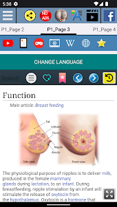 Nipple Anatomy