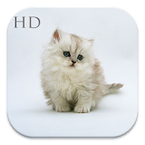 Cute Cat HD Wallpaper icon