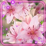 Cover Image of ดาวน์โหลด Pink Lilies Live Wallpaper  APK