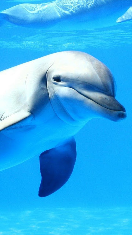 Dolphin Live Wallpaper - 2.14 - (Android)