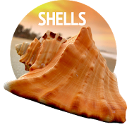 Wallpapers with shells