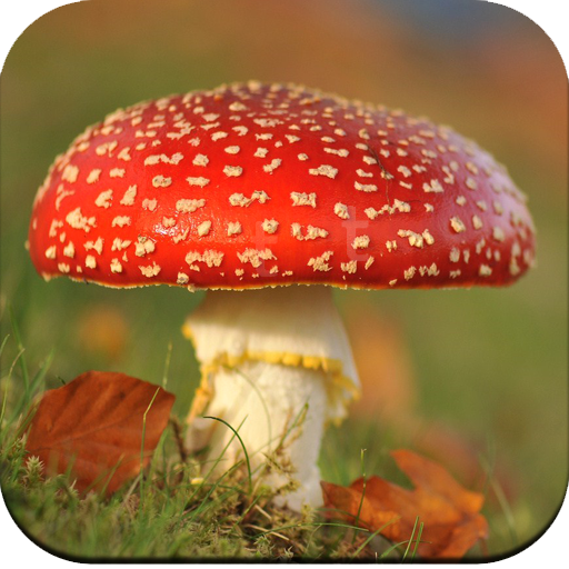 Mushroom Wallpaper Hd Google Play のアプリ