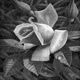 Black And White Rose LWP icon