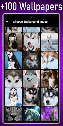 Siberian Husky Live Wallpaper Screen 3