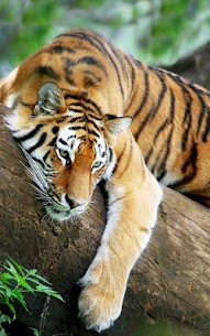 Tiger Live Wallpaper For PC 3